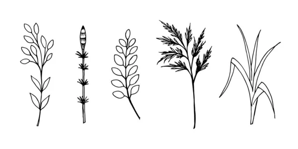 Ensemble Divers Champs Décoratifs Herbes Forestières Dans Style Doodle Dessin — Image vectorielle