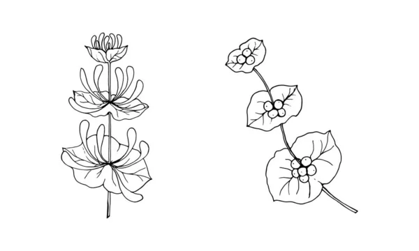 Conjunto Ramas Madreselva Loncera Capriflium Con Flores Bayas Dibujo Contorno — Archivo Imágenes Vectoriales