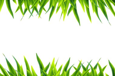 Vector Grass Sınır Arkaplanı, beyazda izole. Arka plan için mükemmel.