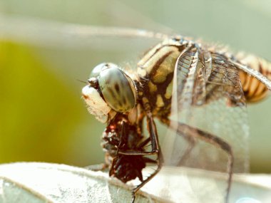 Makro çekimler, güzel doğa sahnesi yusufçuk sineği. Göz ve kanat ayrıntıları gösteriliyor. Yusufçuk doğal ortamında arka plan ya da duvar kağıdı olarak kullanılır. Makale yazma kavramı..