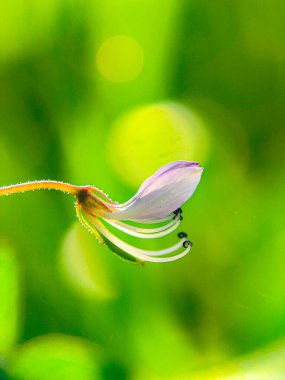 Güzel mor çiçeğin yakın görüntüsü. Senggani çiçeği. melastoma malabathricum.