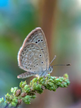 Yeşil bir yaprağın üzerinde oturan küçük kahverengi bir kelebek. Bulanık yeşil bir arka planda, bir ağaç dalında oturan parlak kahverengi kelebek. Ortak mavi, Polyommatus icarus. makro doğa