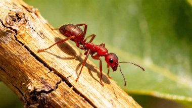 Kuru Ahşap Dal Üzerinde Kırmızı Karınca Vuruşu Bulanık Yeşil Arkaplan