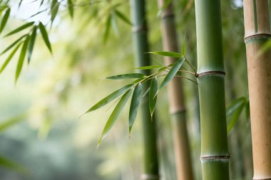 Yeşil Bambu Sapları ve Doğal Işıkta Yapraklar