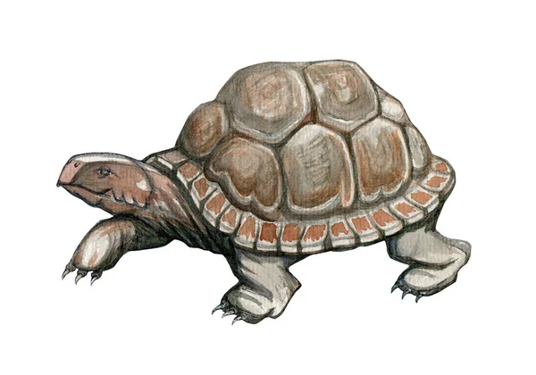 Ilustración en acuarela. Imagen de tortuga. Tortuga dibujada a mano en acuarela aislada sobre fondo blanco. — Foto de Stock