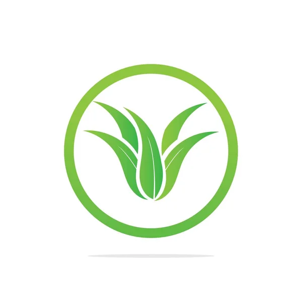 Modèle Logo Aloe Vera Feuille Verte Étiquette Aloe Vera — Image vectorielle