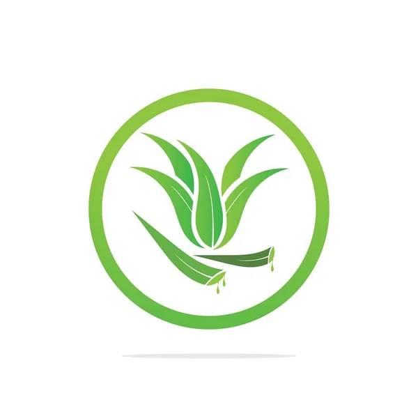 Шаблон Логотипа Алоэ Вера Зеленый Лист Алоэ Вера Этикетка — стоковый вектор
