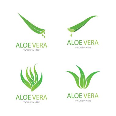 Aloe vera logo vektör ilüstrasyon tasarım şablonu