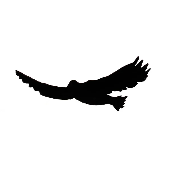 黑白照片中展翅展翅的鹰的轮廓 — 图库照片