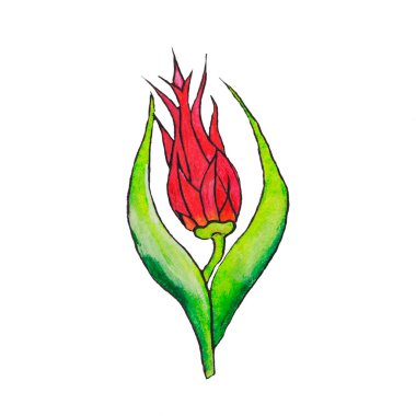 Tüylü, çok katmanlı bir lale baharda açar. Kırmızı bir çiçek bir bahçıvanın tatilidir.