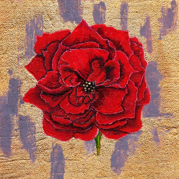Червона Квітка Червоний Колір Пухнаста Квітка Чорно Золотому Тлі Крупним — стокове фото
