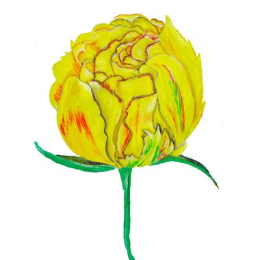 Sarı lale siyah arka planda bir bahar çiçeği yağla boyanır yağ dokusu ve palet bıçağı görünür.