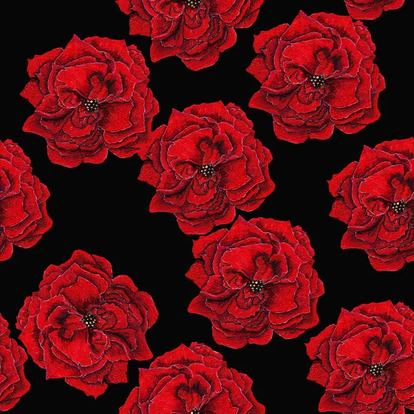 Червоний Червоний Пухнастий Квітучий Літо Весна Пристрасна Квітка Чорному Фоні — стокове фото