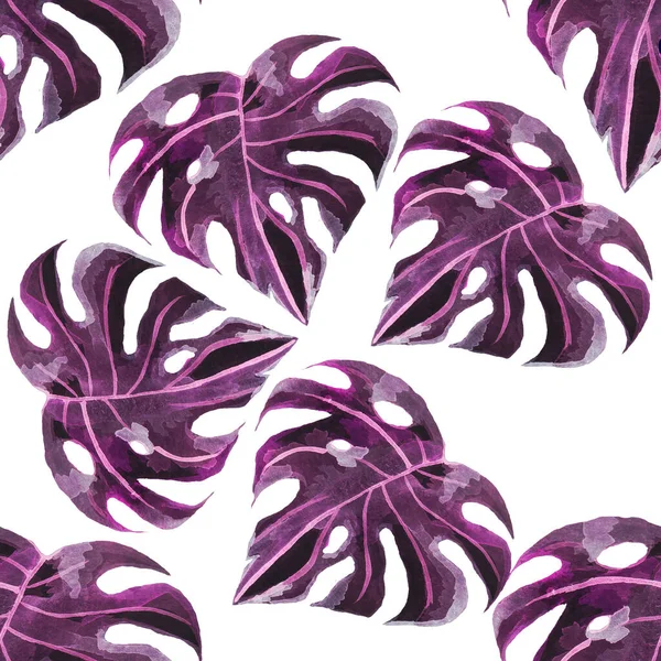 Hojas Monstera Tropical Grandes Hojas Como Bardana Impresión Púrpura — Foto de Stock