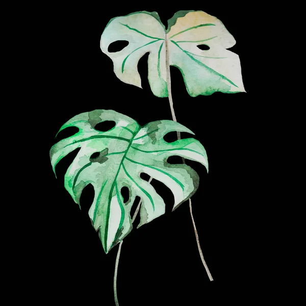 Тропічні Листя Монстрів Великі Зелені Тонкій Нозі Акварельний Візерунок — стокове фото