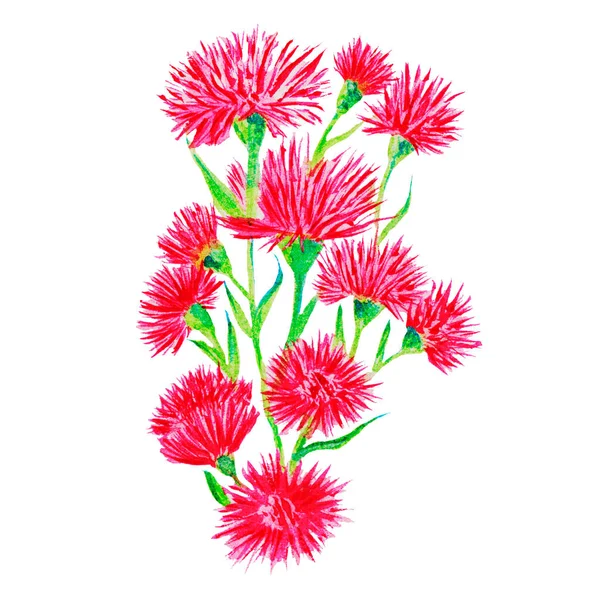 Κόκκινο Λουλούδι Του Πολύφυλλου Καλαμποκιού Ανθίζει Ηλιόλουστο Καλοκαίρι Και Την — Φωτογραφία Αρχείου