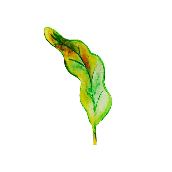 橡木和其他水色植物的叶子 黄色花瓣 分枝和分枝 好像被风夹住了 在漩涡和花环中旋转 — 图库照片