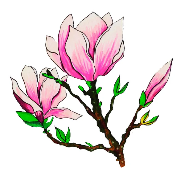 Magnolia Est Une Fleur Arbre Fleurissant Printemps Sur Des Brindilles — Photo