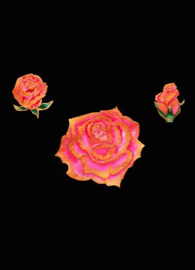 Güzel kokulu gül bütün bahar, yaz, sonbahar pembesi küçük bir tomurcuktan çiçek açan bir çiçeğe, kabarık narin yapraklı bir çiçeğe, çerçevesinde kalpler olan bir karta.