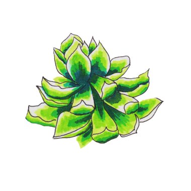 Lezzetli çiçekler, saksılarda yetişen evcil bitkiler ve çölde ya da kumtaşında yetişen gül rengi yeşil enginara benzer.