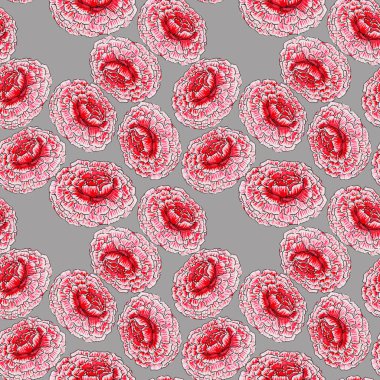 Kırmızı çiçek, şehvetli, kabarık, çok katmanlı ve narin yapraklarla kaplıdır. Gri arka planda beyaz kenarları olan bir bahar çiçeğinden aşağı düşer.