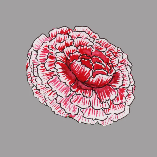 Die Rote Blume Ist Voluminös Flauschig Vielschichtig Mit Zarten Blütenblättern — Stockfoto