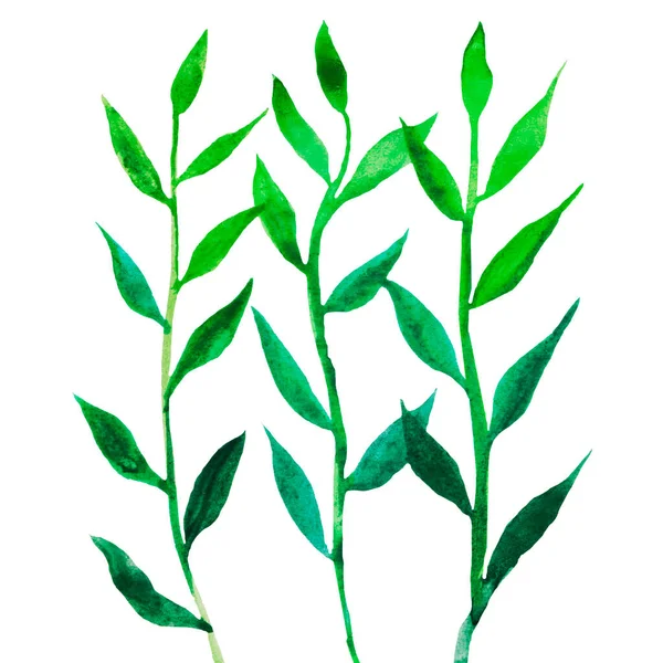 Grama Verde Caule Com Pétalas Cresce Padrão Primavera Fundo Branco — Fotografia de Stock
