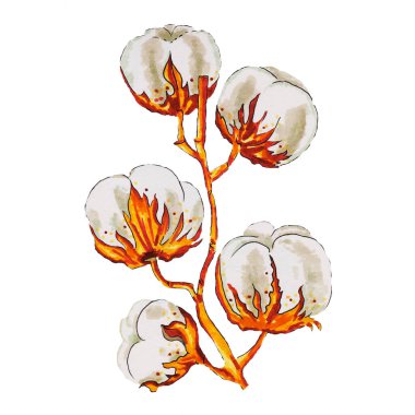 Pamuk, doğal kumaş ve kotların yapıldığı çiçek ve pamuk yağı kullanışlı, güzel bir çiçektir.