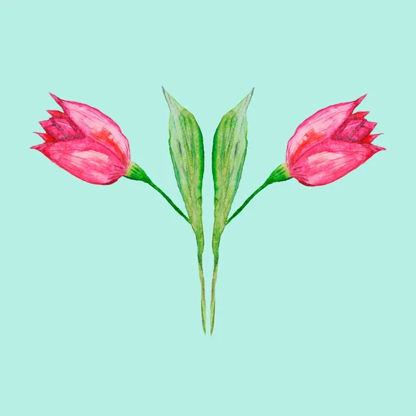 Różowy Tulipan Pentafolia Czerwony Pomarańczowy Kwiat Zielonym Łodydze Zielonymi Liśćmi — Zdjęcie stockowe