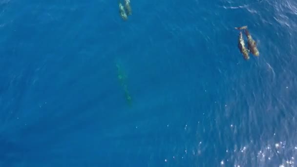 Video Con Dron Mañana Grupo Ballenas Océano Tenerife Islas Canarias — Vídeo de stock