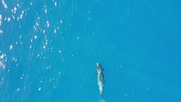 Wideo Dronem Rano Grupy Wielorybów Oceanie Teneryfie Wyspy Kanaryjskie — Wideo stockowe
