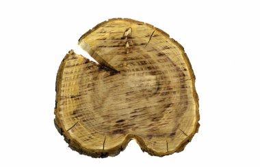 İlginç kesit ağaç gövdesi.