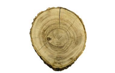 İlginç kesit ağaç gövdesi.