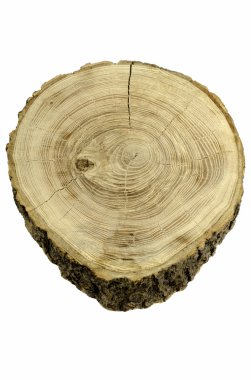 İlginç kesit ağaç gövdesi.