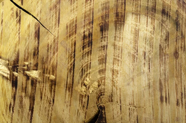 Textura marrón oscuro del tocón del árbol . — Foto de Stock