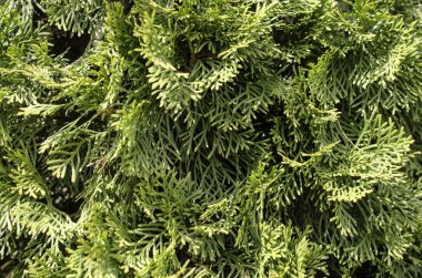 Arka plan. Mazı dalları.