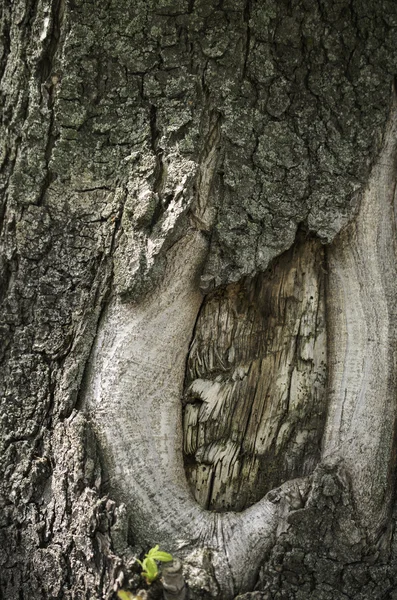 El tronco de una vieja corteza de árbol . — Foto de Stock