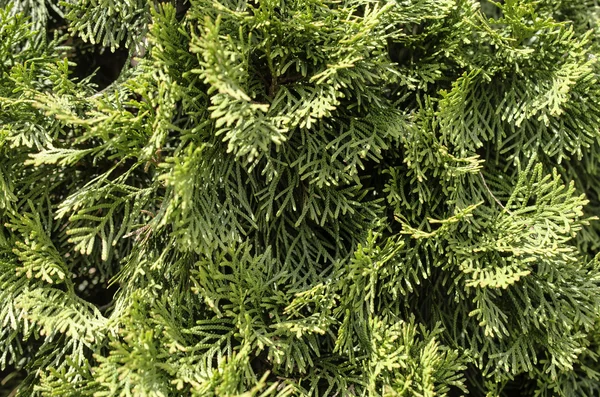 Arka plan. Mazı dalları.