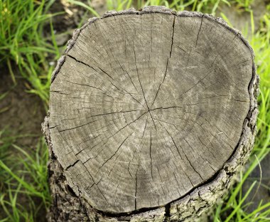 Eski güdük kırık.