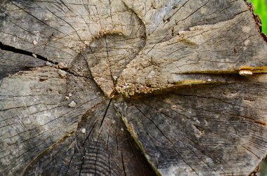 Eski güdük kırık. 