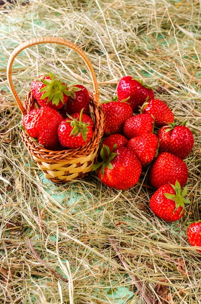 Fraises dans un panier. — Photo