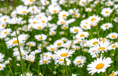 Güzel bulanıklık etkisi ile çayır üzerinde papatya.