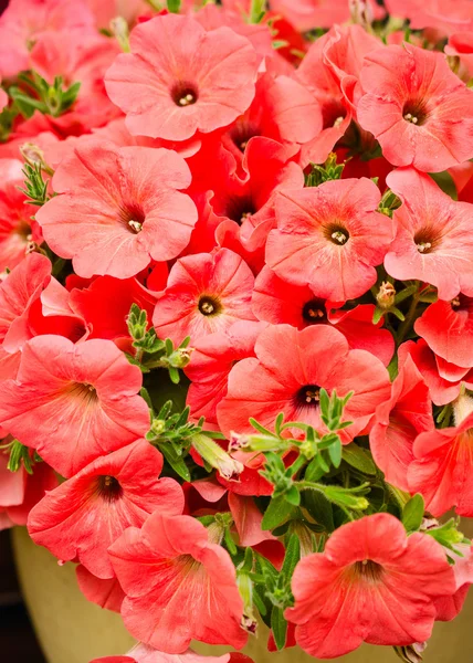 Petunias red flowers background.