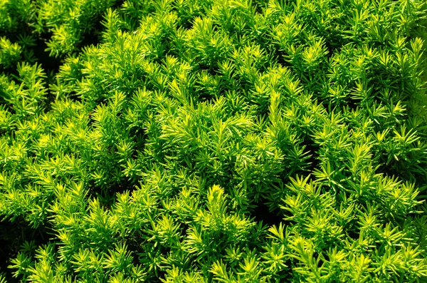 Textura vegetal verde . — Fotografia de Stock