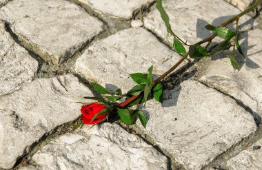 Kaldırıma kırmızı gül.
