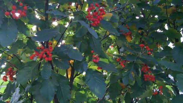 Červené shluky zralých červených bobulí nebo horského jasanu se zelenými listy v podzimním parku na slunci. Divoké bobule na stromě. Detailní záběr. — Stock video