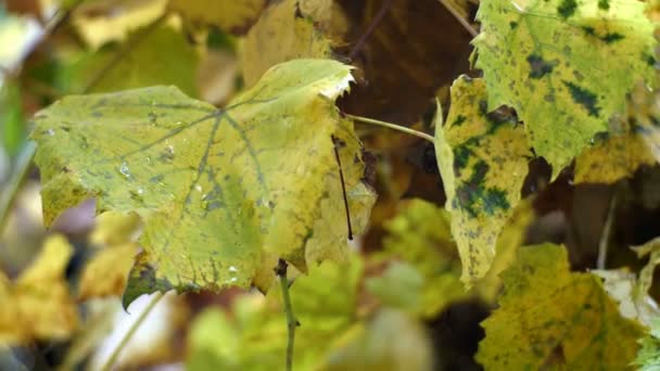 Les feuilles de raisin jaune et doré se balancent dans la brise légère dans le vignoble à la fin de l'automne. Gros plan. — Video