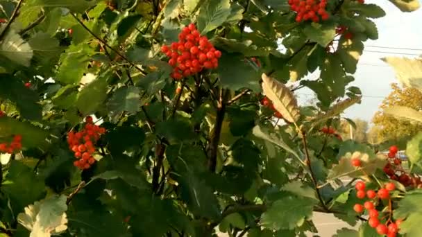 Rode clusters van rijpe rode Rowan bessen of Mountain Ash boom met groene bladeren in de herfst park op de zon. Wilde bessen op de boom. Close-up. — Stockvideo