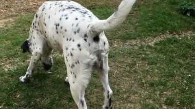 Genç dalmaçyalı erkek köpek bölgeyi işaretliyor ve yeşil çimlere işiyor. Gerçek zamanlı köpek gezdirme ve işeme..