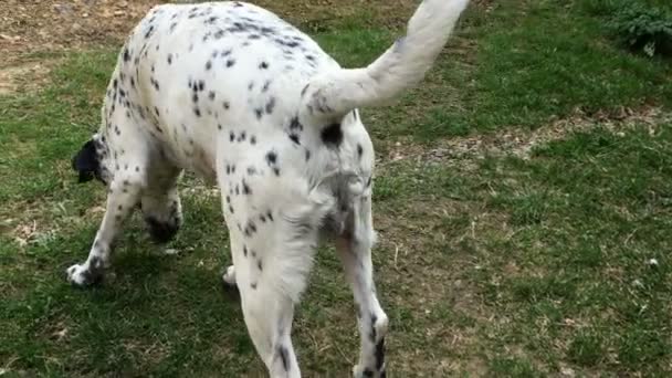 Mladý dalmatský pes označující území a čůrající na zelenou trávu. Pes chůze a močení v reálném čase. — Stock video